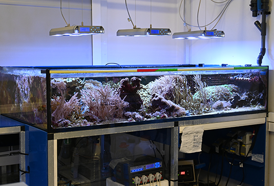 Aquarium for the culturing of sponges