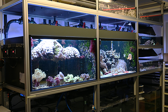 Coral culturing, in the front the simulation tank for seasonal change